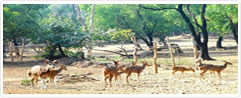 WildLife In India